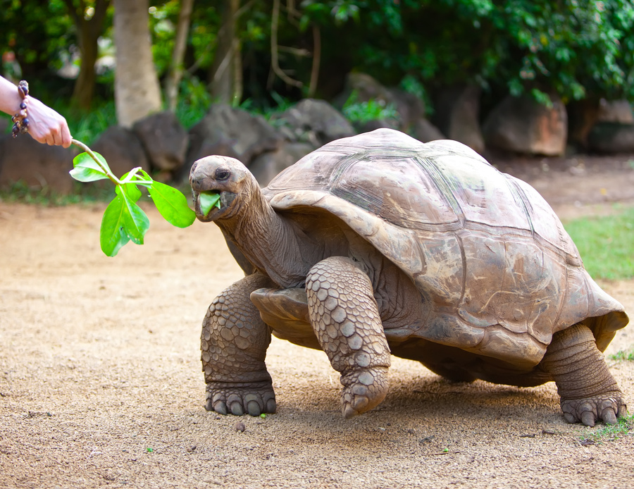 Big Seychelles turtle eat.